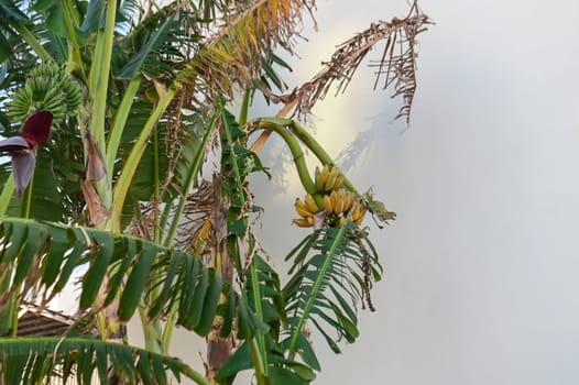 banana tree with bananas near a residential complex