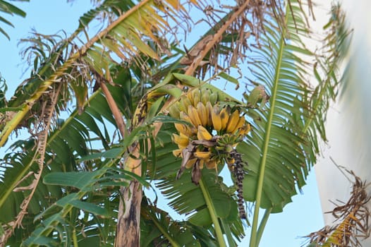 banana tree with bananas near a residential complex 1