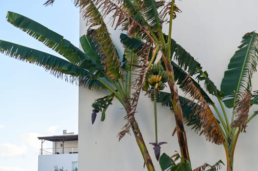 banana tree with bananas near a residential complex 4