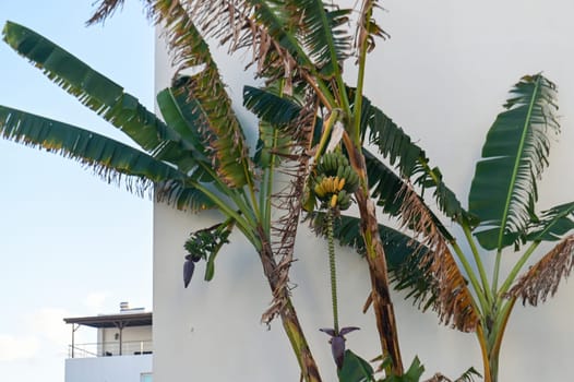 banana tree with bananas near a residential complex 2