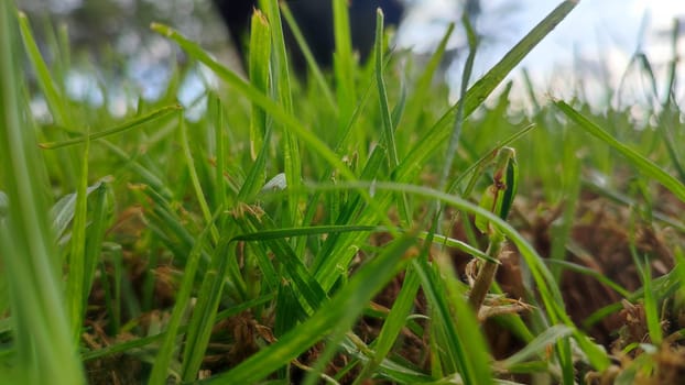 Summer time green grass nature plants park trees background landscape . High quality photo