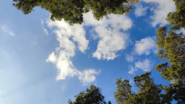 Summer time green nature plants park trees background landscape . High quality photo