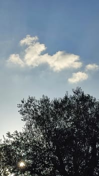 Summer time green nature plants park trees background landscape . High quality photo