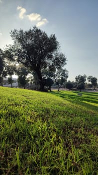 Summer time green nature plants park trees background landscape . High quality photo
