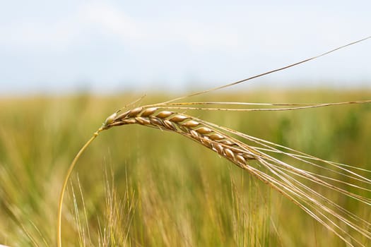 spikelet of wheat millet of golden and yellow color lit by the rays of the summer sun on a blurred background. soft selective focus. harvest concept. Place for text. High quality photo.