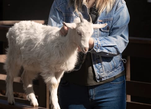 life on the farm. young woman is touching a small white Capra hircus. Domestic goat. High quality photo