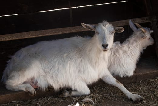 life on the farm. two white Capra hircus lie in the shade. Domestic goats. Goat in the farmyard . High quality photo