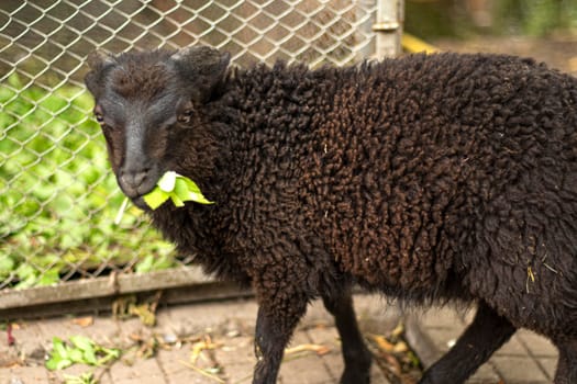 Black sheep grazing on a green alpine meadow. cute sheep on green grass field on a farm. High quality photo