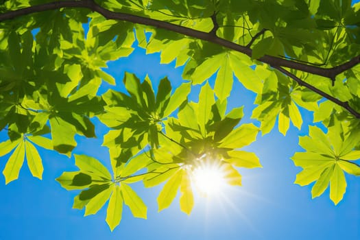 Green leaves of trees in a sunny blue sky.