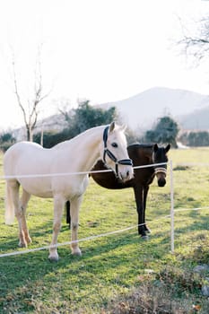 White horse leans out from behind a rope fence on a green lawn standing near a bay horse. High quality photo