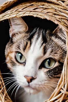 Portrait of a cute cat in a wicker basket.Beautiful cute cat in a wicker basket on background.