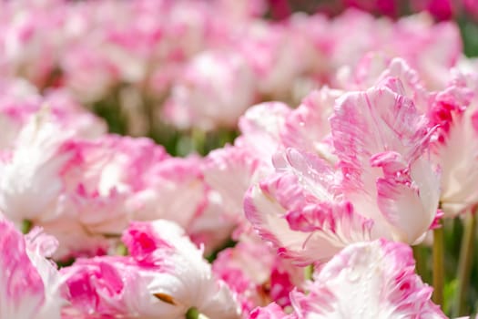 Tulip field. Pink tulips with white stripe close-up. Growing flowers in spring