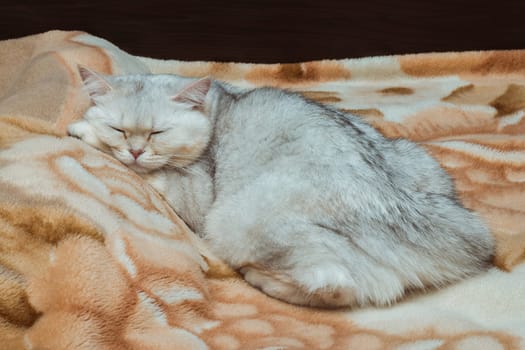 A silvery British cat sleeps sweetly on the bed. Pets at home