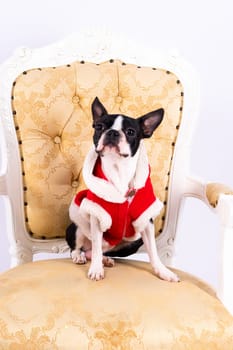 Boston Terrier dog sitting on an ancient arm chair in a studio.