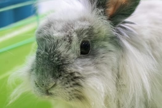 Home white rabbit in a cage, close up portrait