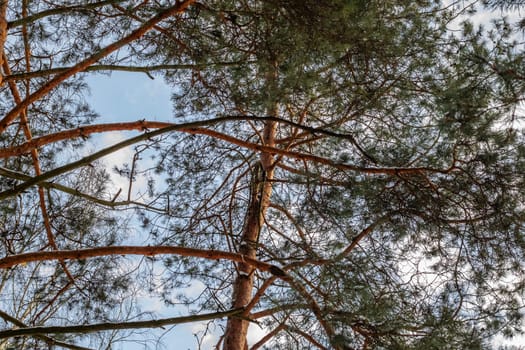 The branches of a pine on the blue sky background