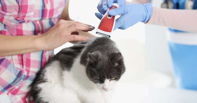 Cat at veterinarian's appointment is shearing hair. Pet grooming for medical reasons concept