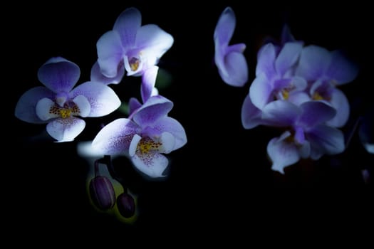 White and purple toy orchid flowers. No people