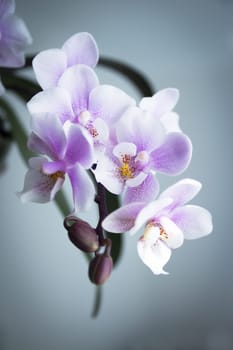 White and purple toy orchid flowers. No people