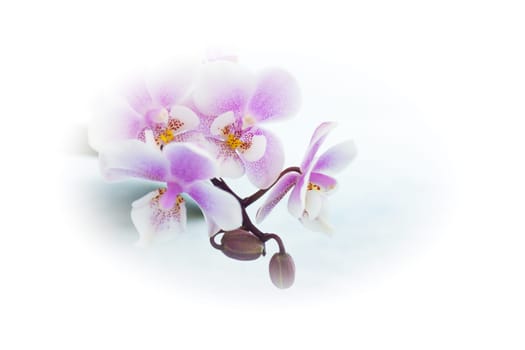 White and purple toy orchid flowers. No people