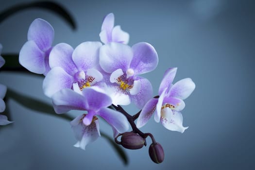 White and purple toy orchid flowers. No people