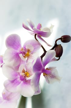 White and purple toy orchid flowers. No people