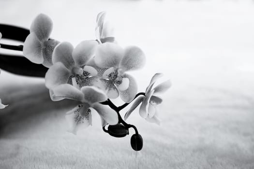 White and purple toy orchid flowers. No people