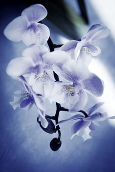 White and purple toy orchid flowers. No people