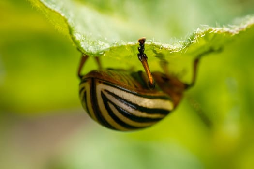 Colorado potato beetle on potato sprouts close-up