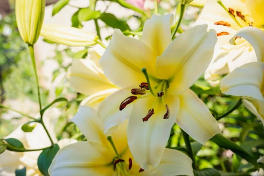 The flower of a yellow lily growing in a summer garden.