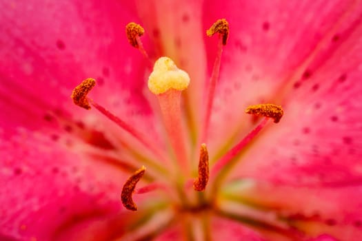 Pink lily flower.Closeup of lily spring flowers. Beautiful lily flower in lily flower garden. Flowers, petals, stamens and pistils of large lilies on a flower bed.