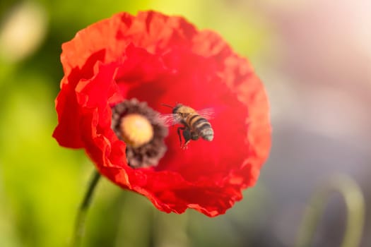 bee flies to a red poppy flower, new season, bright colors