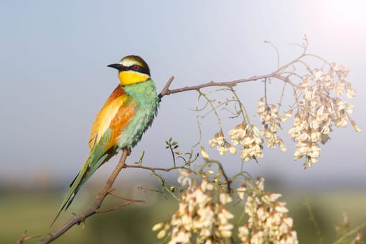 bird in the spring sitting on a branch in bloom, new season, bright colors