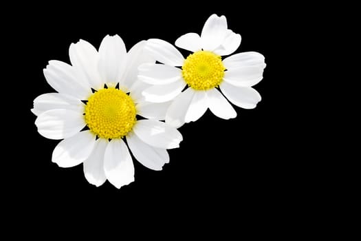 daisies isolated on black background, new season, bright colors