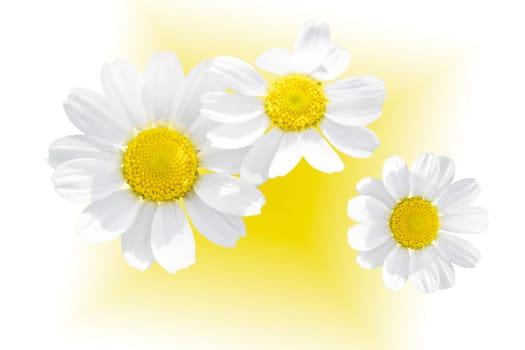 daisies isolated on yellow white background, new season, bright colors