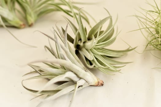 A green tillandsia air plants