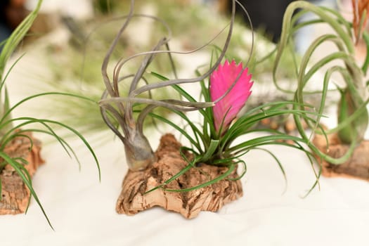 A green tillandsia air plants