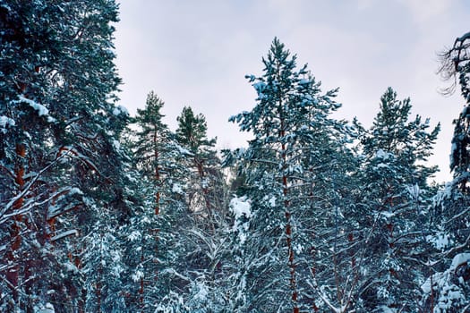 Tall pine trees covered with snow. Winter in a pine forest