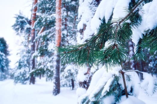 Pine branches covered with snow in the winter forest. Christmas background. Soft filter added