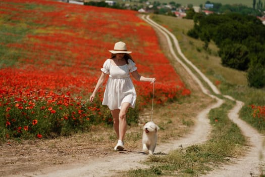 woman with dog. Happy woman walking with white dog the road along a blooming poppy field on a sunny day, She is wearing a white dress and a hat. On a walk with dog.