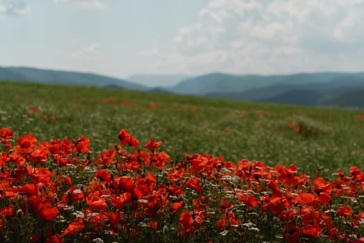 Field blossoming poppies. Poppy field