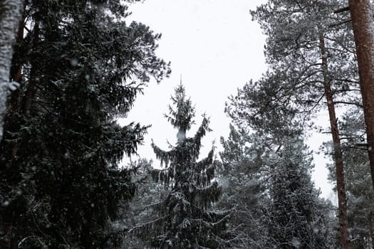 Tops of Christmas trees in the winter forest under snow