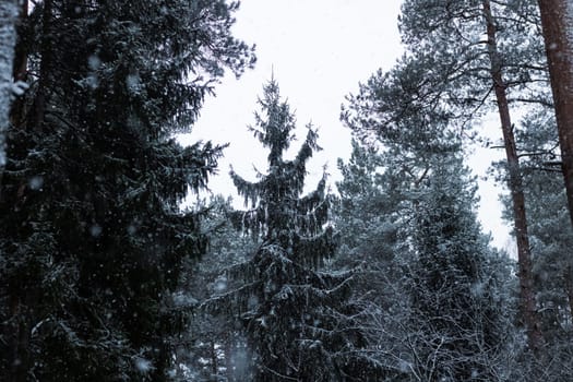 Tops of Christmas trees in the winter forest under snow