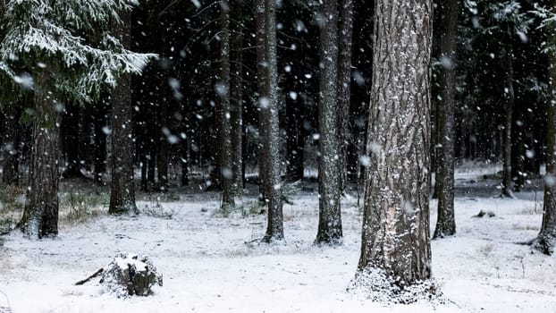 Snowy trees in a winter forest close up