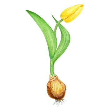 Yellow tulip with bulb watercolor illustration. Hand drawn watercolor painting of spring garden flower. Realistic botanical collection for gardening, farming, wedding, Easter, Mothers day prints.