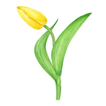 Yellow tulip. Watercolor hand drawn illustration of spring symbol, golden flower. Clip art for Easter, Mothers Day, Womens Day, March 8 cards, wedding, farmer and floristic prints, travelbooks, packing