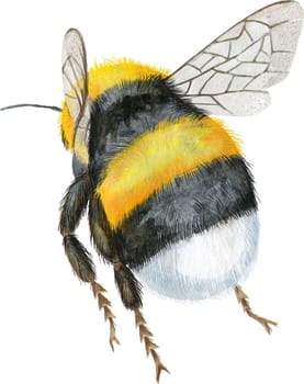 Cute earth bumblebee. Insect for t-shirt graphics. Watercolor bumblebee illustration