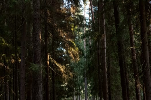 Green trees in the autumn forest close up