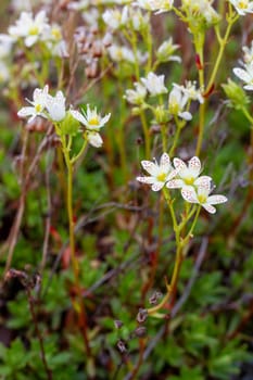 Prickly saxifrage, or Saxifraga tricuspidata, a perennial white wildflower with red and yellowish orange spots. Found near Arviat, Nunavut, Canada