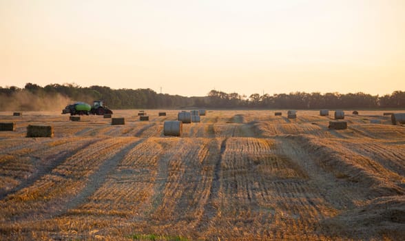 Combine harvester pressing straw from field into bales driving field on sunny summer evening. Field with bales of pressed wheat. Lots of dust on field. Agricultural agro-industrial harvesting works